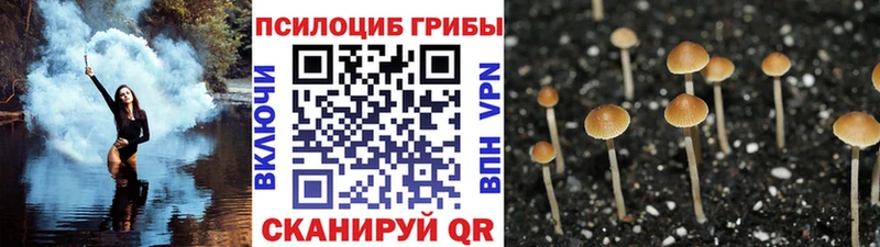 darknet официальный сайт  omg маркетплейс  Галлюциногенные грибы Psilocybine cubensis  Коркино  где можно купить  
